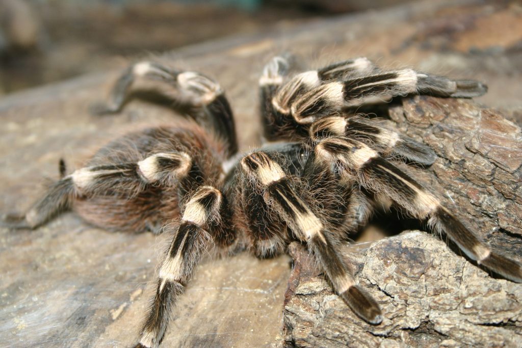 Ova slika ima prazan alt atribut ; naziv datoteke je zoo-zagreb-3jpg-1024x683.jpg